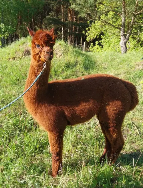 Lama- & Alpakawanderung